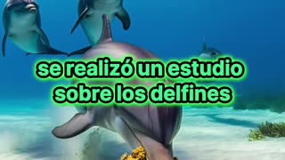 Delfines cazadores: ¿Sabías que usan esponjas como herramientas?