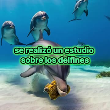 Delfines cazadores: ¿Sabías que usan esponjas como herramientas?