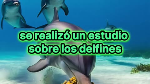 Delfines cazadores: ¿Sabías que usan esponjas como herramientas?