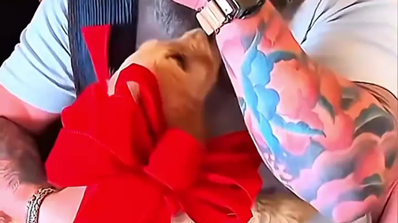 Love All Life Always #98 - Overwhelmed Dads Surprised With Puppies