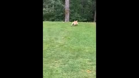 Funny Animals - Try not to laugh Cats And Dogs , you laugh you lose 😁