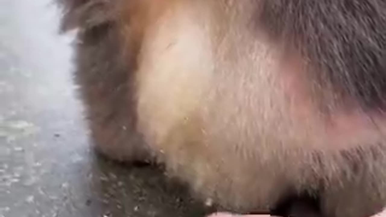monkey have fellings bro | funny video | crazy clips