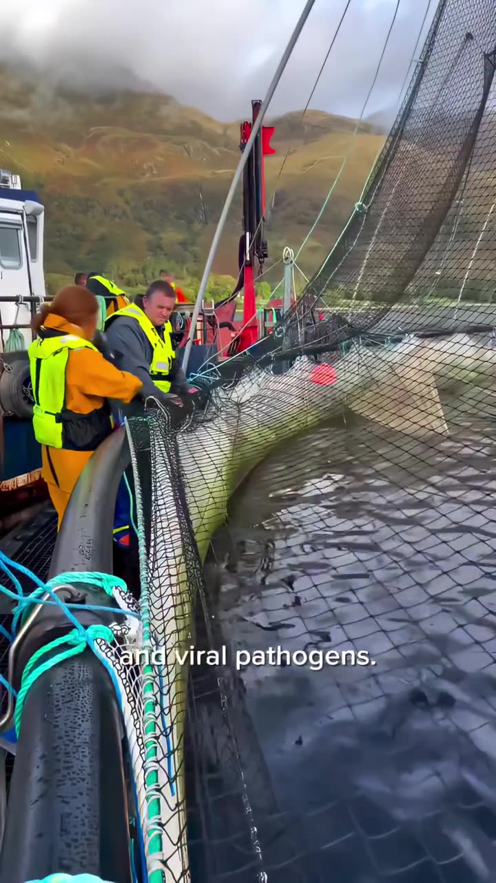 How Fisheries Vaccinate Fish