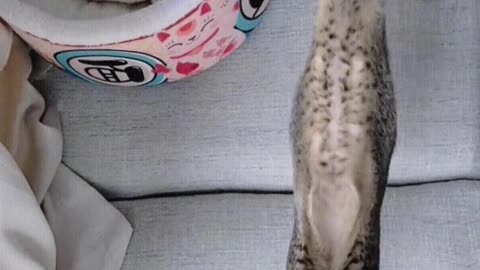 The cat enjoys being pulled by people.