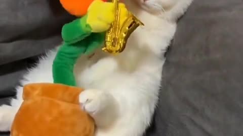 Cute cat short