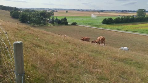 Korna vid Backåckra naturreservat 28 Juli 2025
