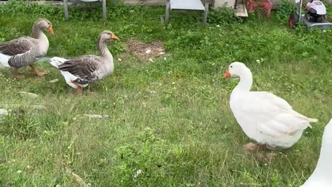 Ducks & Geese Belding Hill Farms