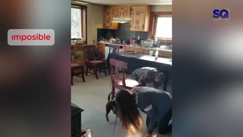 You_Laugh_You_Lose_😅_Best_Funny_Cats_Videos
