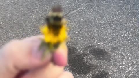 Bumblebee Rescued and Relocated to Flower