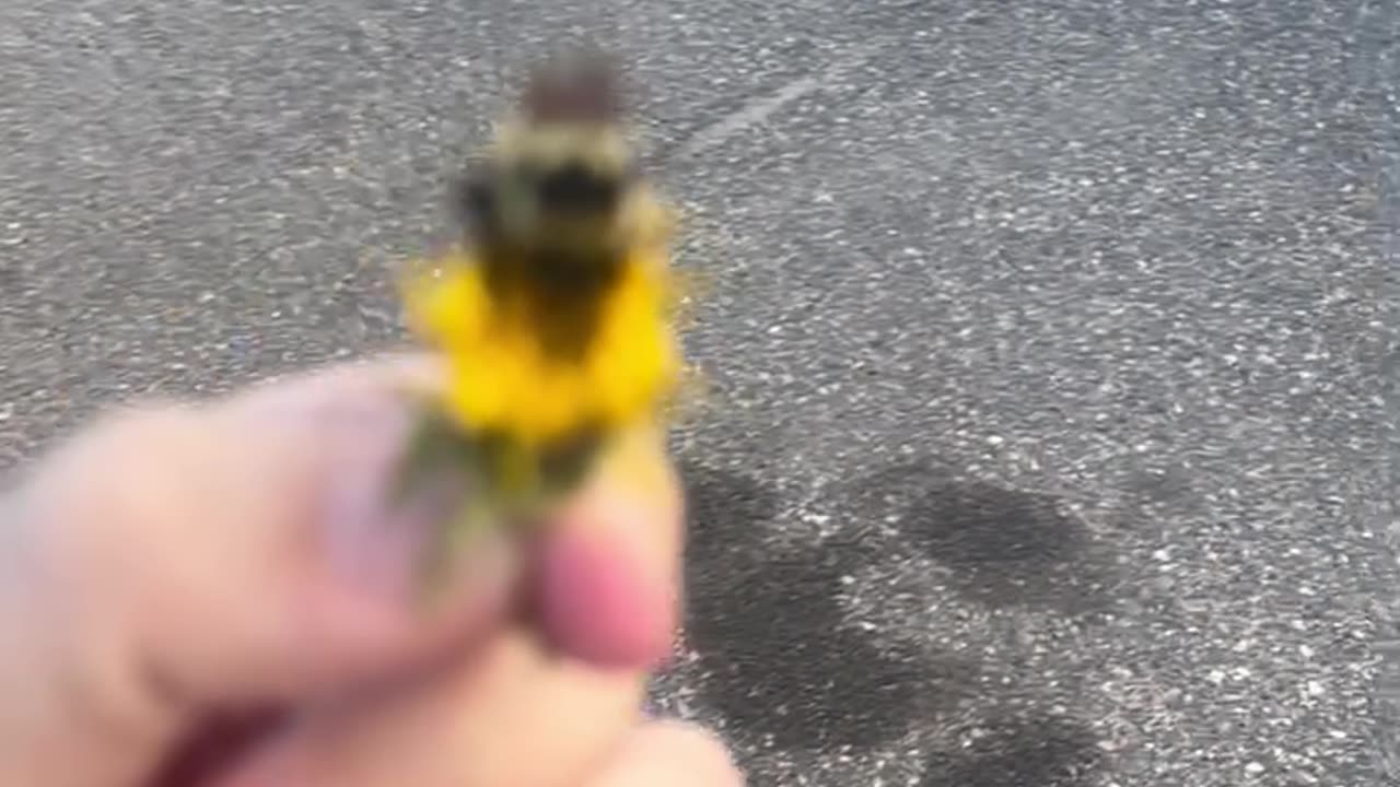 Bumblebee Rescued and Relocated to Flower