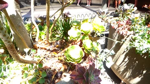 Neat looking plant life
