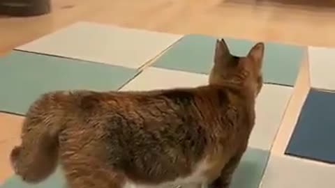 🤣🤭 You're It! Hilarious Animal Tag Sucker Moment! | FunFM