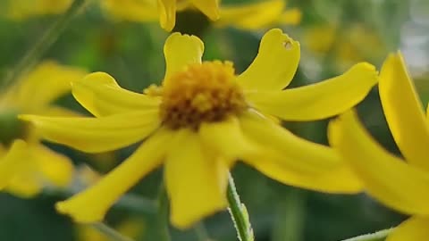 The Beauty of Sunflower 🌻