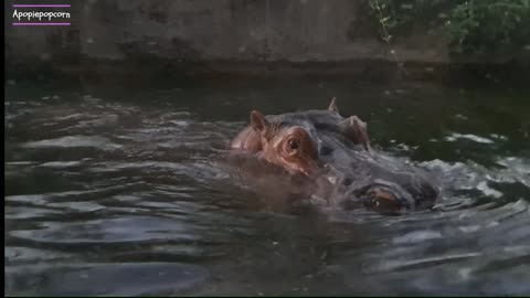 #1_Hippopotamus swimming, sleeping and feeding at Taipei Zoo, Taiwan