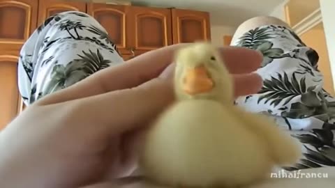 "Funny Baby Ducks Being Silly 🐥 | Cutest Duckling Moments Ever!"