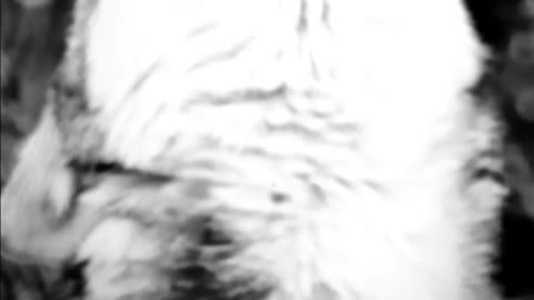 Beautiful wolf howls