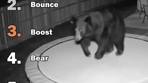 Ranking Best Animals On Trampoline Moments