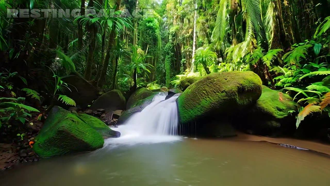 Soothing Ocean sound in the Forest β Relaxing Nature Sounds with Birds Singing ππΏπ¦β¨