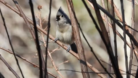 Titmouse Distress Call to Chickadee #titmouse