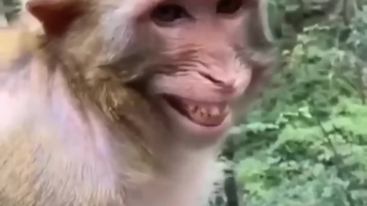 funny animals best moments