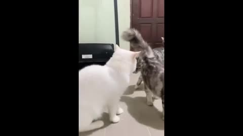 Can't Stop Laughing at Funny Cats 😂 Funniest Cat and Dog Moments Compilation of 2025😻🐶