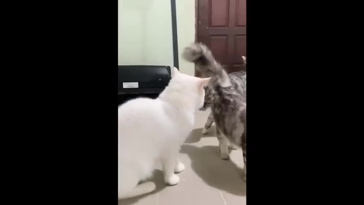 Can't Stop Laughing at Funny Cats 😂 Funniest Cat and Dog Moments Compilation of 2025😻🐶