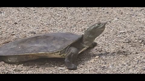 Mysterious Softshell Turtle building a nest