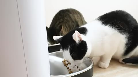Funny cats