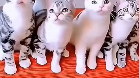 FUNNY CATS AND DOGS