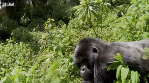 Gorilla Nature