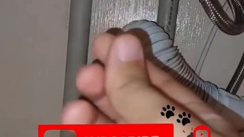 Cats Being Cats—The Funniest Pet Compilation! 😻🔥