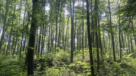 3.3H Peaceful Sunny Forest with Birdsong - Nature Sounds for Sleep, Relaxation & Meditation