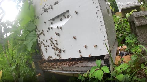 Bees on a Wednesday Afternoon
