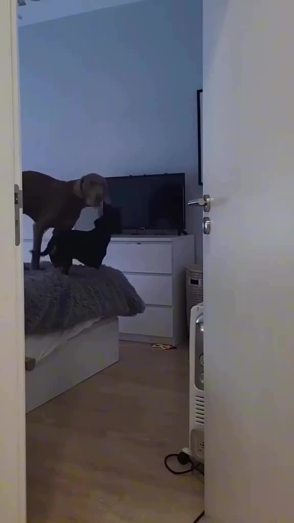 DOGS GET UPSET 🤣WHEN THEIR SHOW ON TV GETS TURNED OFF BY OWNER!