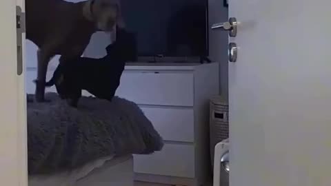 DOGS GET UPSET 🤣WHEN THEIR SHOW ON TV GETS TURNED OFF BY OWNER!