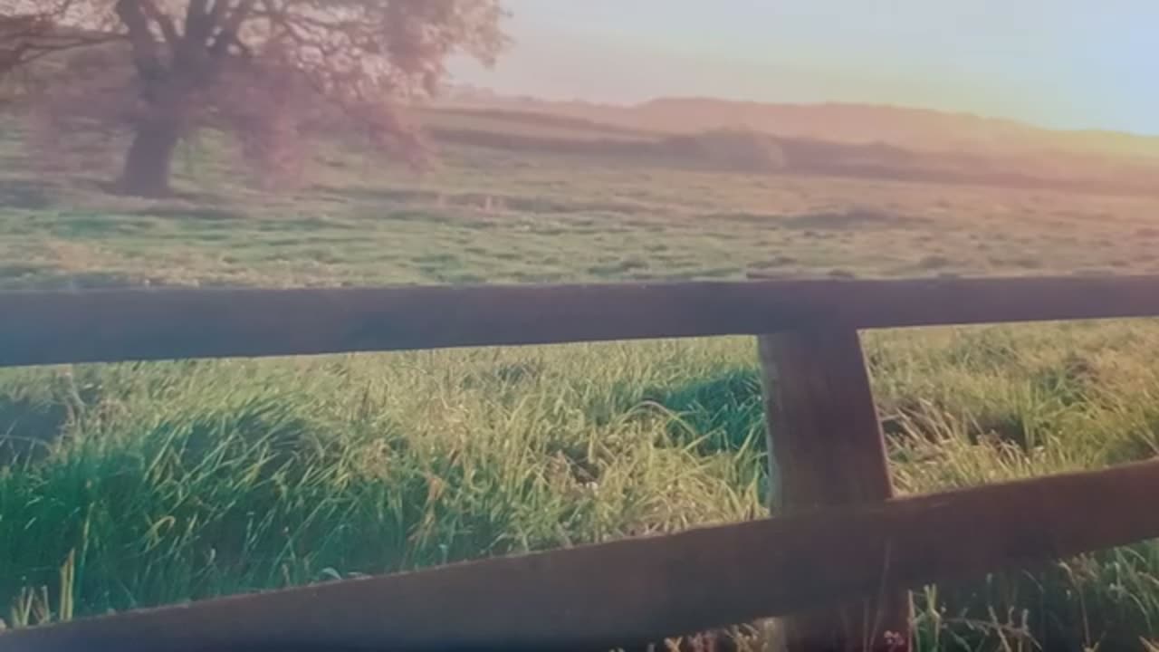 111525 ROOT CUT WILLIAM BROOKS