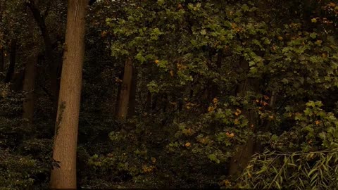 Daily Horoscope | Taurus 🌟