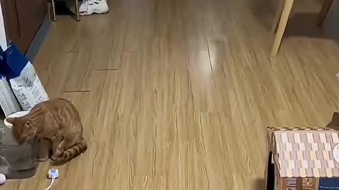 Cats 🐈 cute 🥰 video viral #