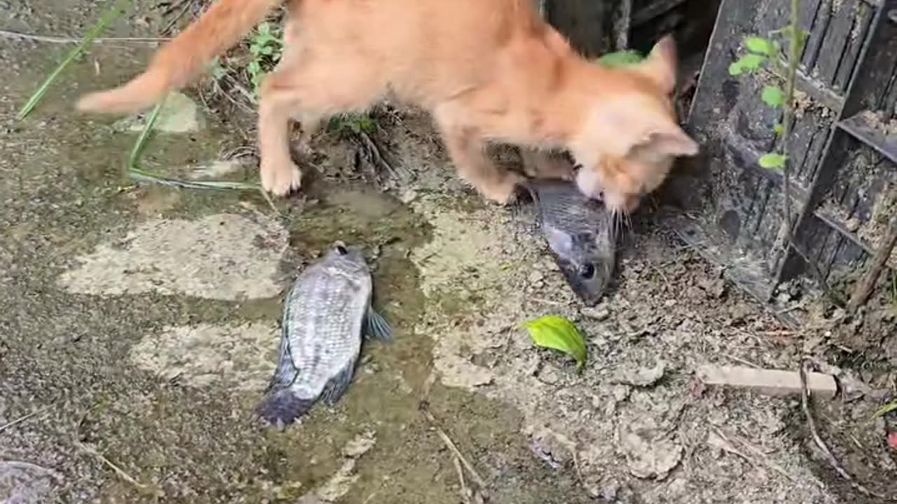 Billi machhali ke chakkar mein pareshan ho gai