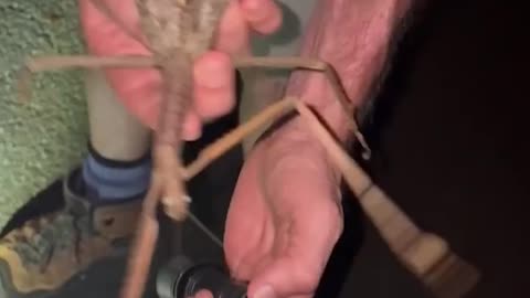 Scientists have discovered a giant new species of stick insect in Australia