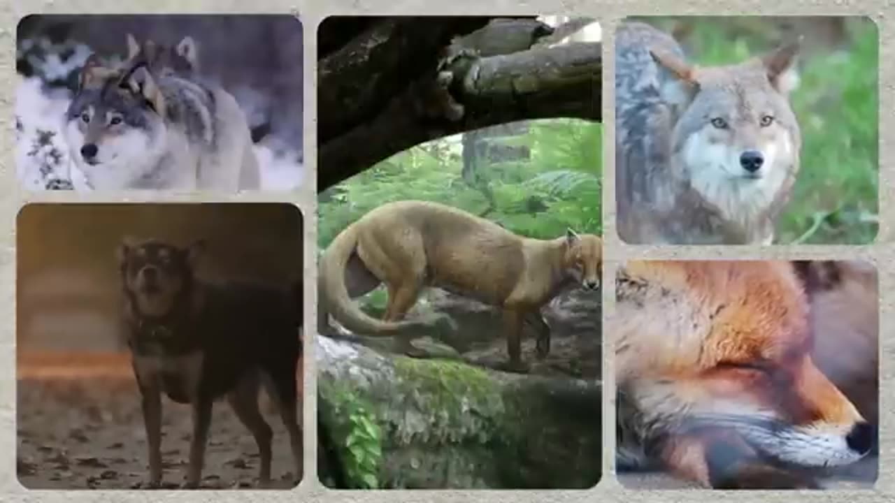 Life After Dinosaurs: The Weirdest Beasts That Ever Lived