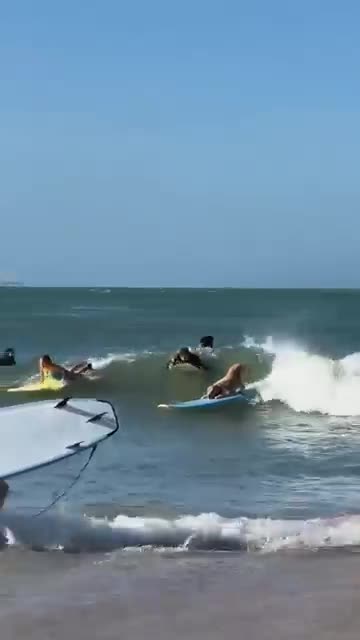 Dog Surfs Like a Pro! 🐶🏄‍♂️ Unbelievable Skills on the Waves
