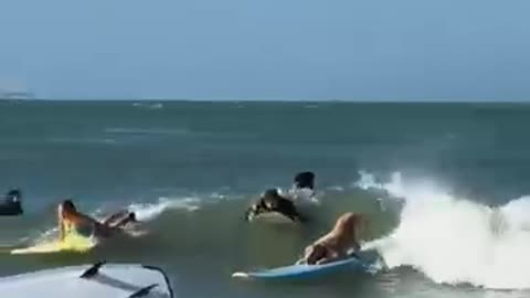Dog Surfs Like a Pro! 🐶🏄‍♂️ Unbelievable Skills on the Waves