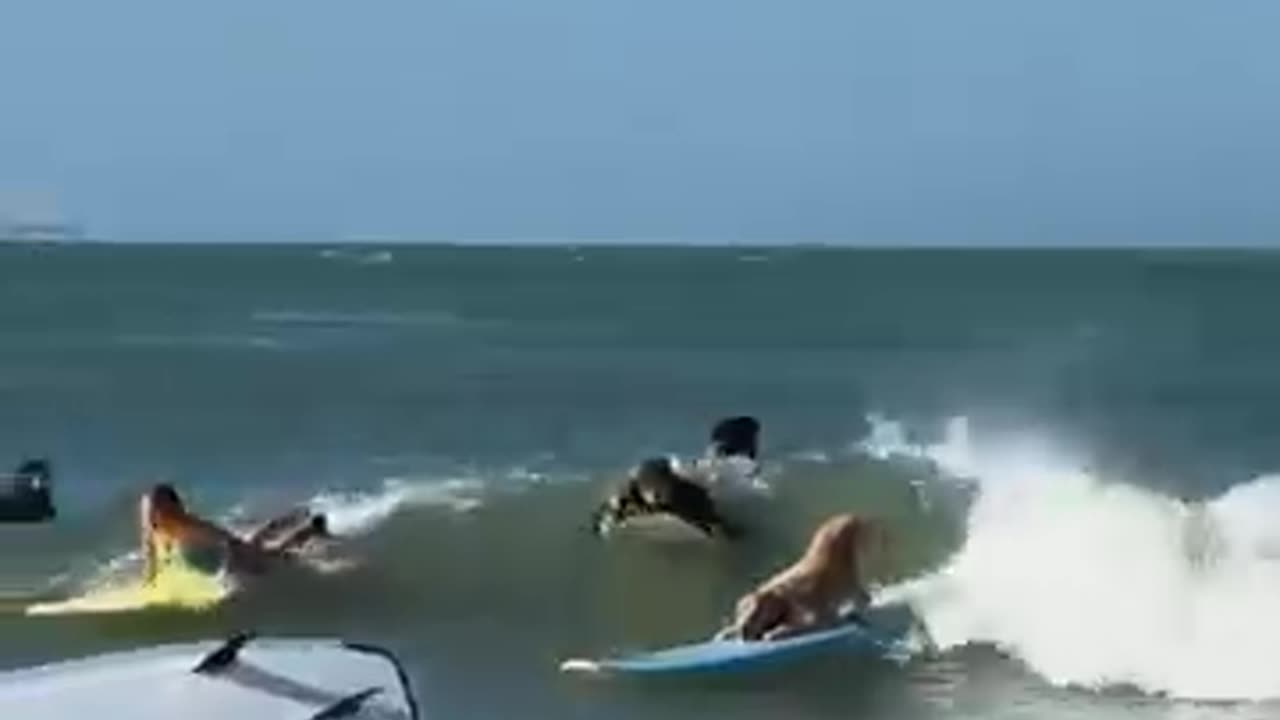 Dog Surfs Like a Pro! πΆπββοΈ Unbelievable Skills on the Waves