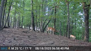 The Woods – 08/19/2025