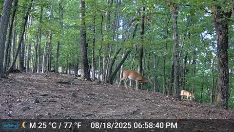The Woods – 08/19/2025