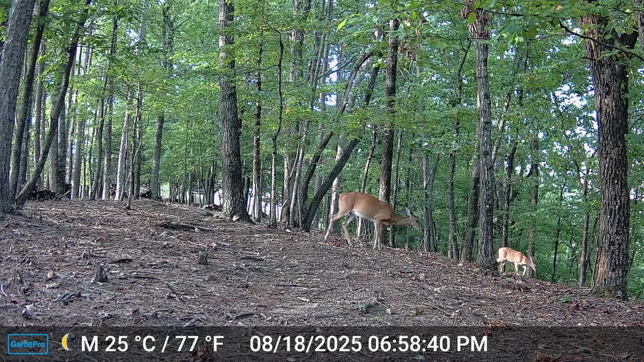 The Woods – 08/19/2025