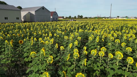 Sunflower fields in Niagara Ontario Canada 08 18 2025