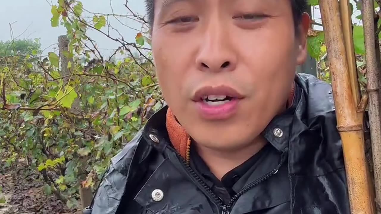 果树应该先施肥先修剪还是先涂白?#果树种植 #果园管理 #果树施肥 #果树清园 #种果树