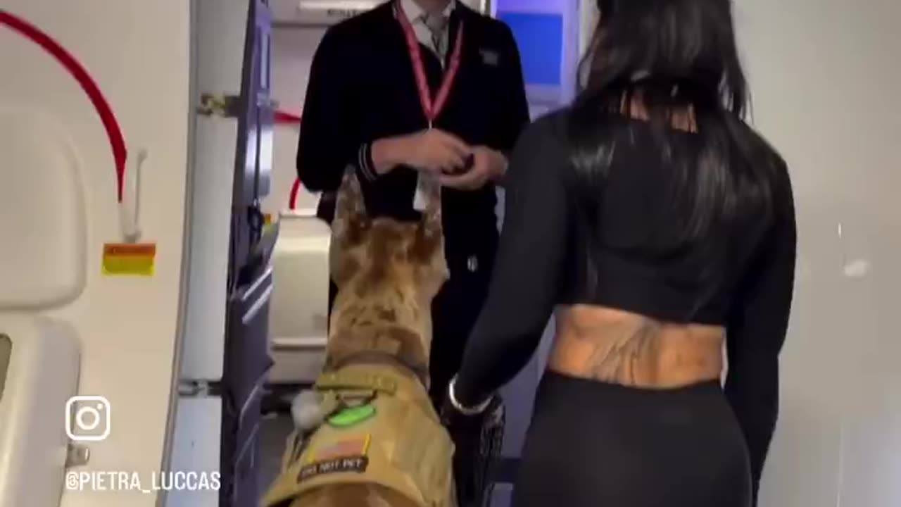 No 50 lb bags or 3.5 oz liquids, but influencers fly with ‘fur babies’ abusing the ADA. Ridiculous.